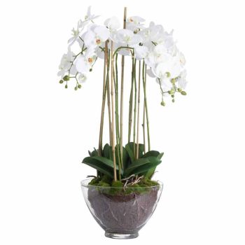Large Orchid in Glass Pot Artificial Flower - Plastic - L70 x W70 x H88 cm - White