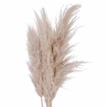 Pampas Grass Artificial Plant - L8 x W23 x H110 cm - Cream - Single Stem