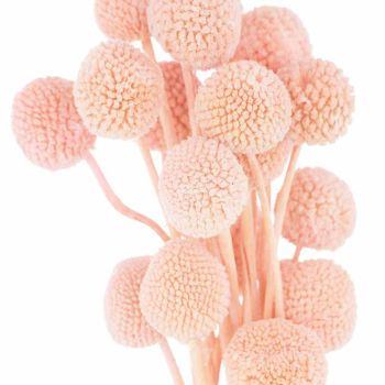 Dried Billy Ball Bunch of 20 Artificial Plant - H50 cm - Mauve