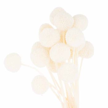 Dried Billy Ball Bunch of 20 Artificial Plant - H50 cm - White