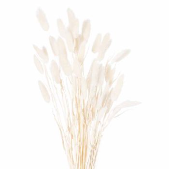 Dried Bunny Tail Bunch of 60 Artificial Plant - H60 cm - White