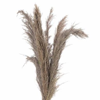 Pampas Grass Stem Artificial Plant - H120 cm - Natural