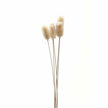 Bouquet of Dried Tall Thistle Artificial Plant - L12 x W12 x H60 cm - White