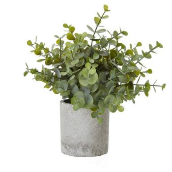 Small Button Eucalyptus Plant in Pot - Plastic - Height 22 cm - Green/Grey