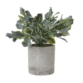 Small Giana Eucalyptus Plant in Pot - Plastic - Height 20 cm - Green/Grey