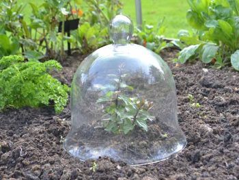 Medium Bell Jar Cloche - Glass - L25 x W25 x H25 cm