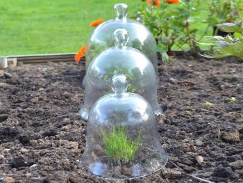 Victorian Bell Jar Cloches (Set of 3) - Glass - L30 x W30 x H30 cm