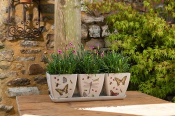 Iona Buchanan Insects Eco Pots Set of 3 with Tray