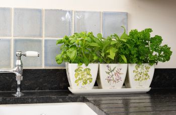 Iona Buchanan Herbs Eco Pots Set of 3 with Tray
