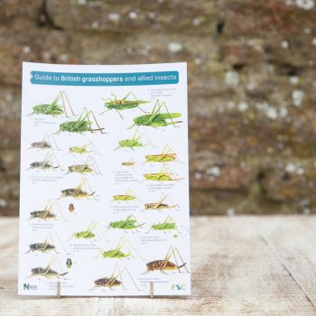Field Guide - Grasshoppers