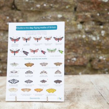 Field Guide - Day Flying Moths