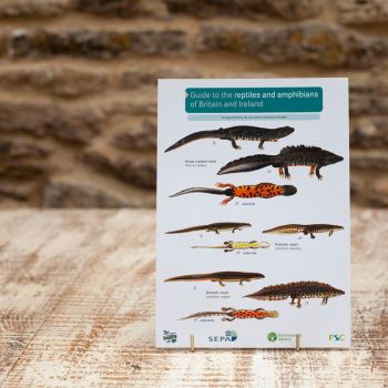 Field Guide - Reptiles and Amphibians