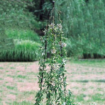 Small Classic Climbing Column, Garden Obelisk, Plant Support - Solid Steel - L12 x W12 x H142.2 cm