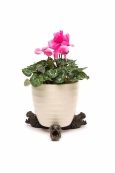 Hippo Plant Pot Feet - Set of 3