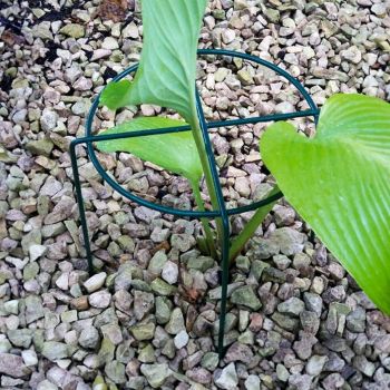 Small Simple Ring Plant Supports (Pack of 4) - Bare Metal/Ready to Rust - W20 x H30 cm