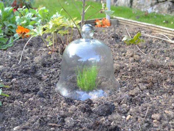 Small Bell Jar Cloche - Glass - L20 x W20 x H20 cm