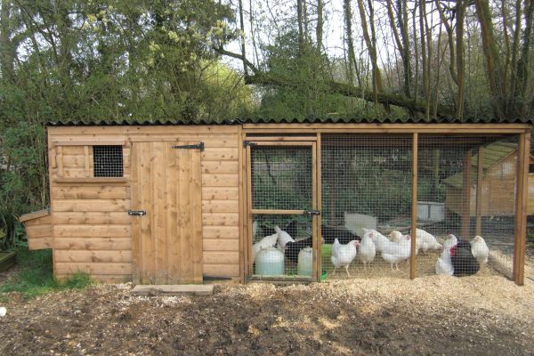 Tall poultry house with nestboxes and large adjoining run