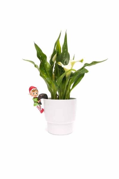 Full Colour Naughty Elf Pot Buddy - L11.5 x W7 x H5 cm