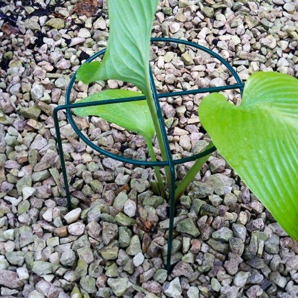 Small Simple Ring Plant Supports (Pack of 4) - Bare Metal/Ready to Rust - W20 x H30 cm