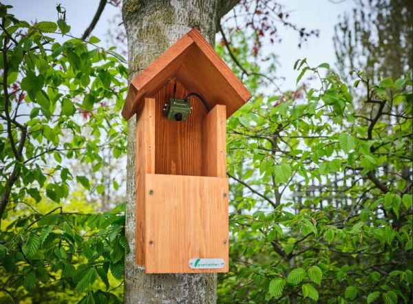 bird box camera green feathers